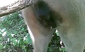 pussy animal fuck, mare with man