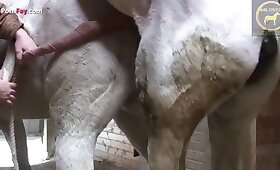 동물원 포르노, 무료 수간 동영상