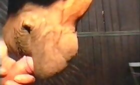 animal chupando pau, vídeo com zoofilia