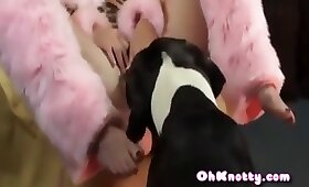 free animal porn, bestiality sex