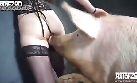 pig porn, beastiality movies