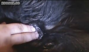 fingering while sucking animal cock, videos de zoofilia gratis