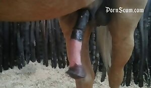 horse beastiality free porn, videos de zoofilia gratis