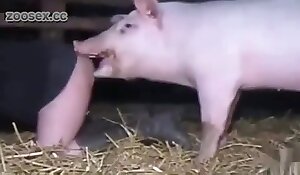 sex with animals porn free pig fuck xxx porn
