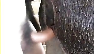 mare fucked by zoophile, horse beastiality free porn