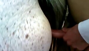 horse beastiality free porn, sex with animals porn free