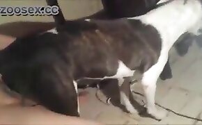 fucking with animals, dog bestiality