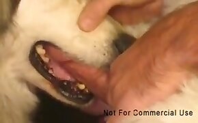 fucking with animals, dog bestiality
