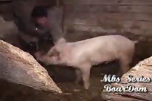 bestiality-videos tube