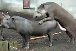Animals Ki Sexy Video - A two animals in animal sex video