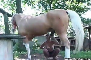 horse porn knocks