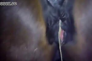 creampies horse-porn