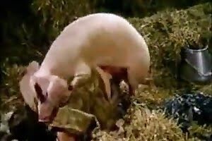 zooporn, beastiality-porn-videos