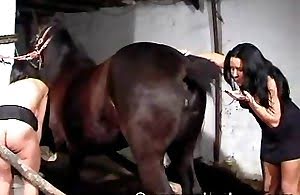 Girl gets fucked hard by horse Horse Porn Videos