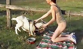 goat, sexy bestiality