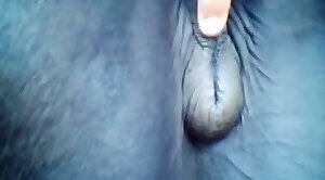 zoophilia fucking porn,horse sex