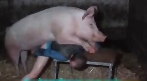 pig porn,porn with animals