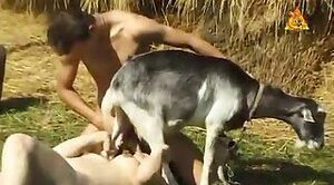farm-sex,animal-sex
