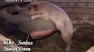 pig,animal-sex
