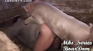 pig,animal-sex